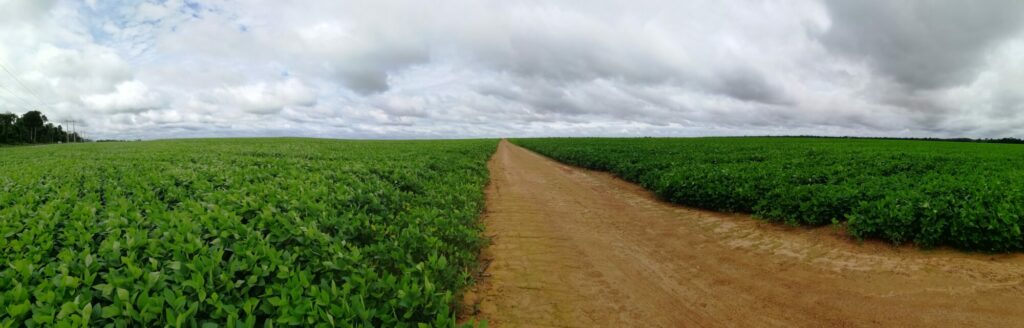 Image champs de soja brésilien