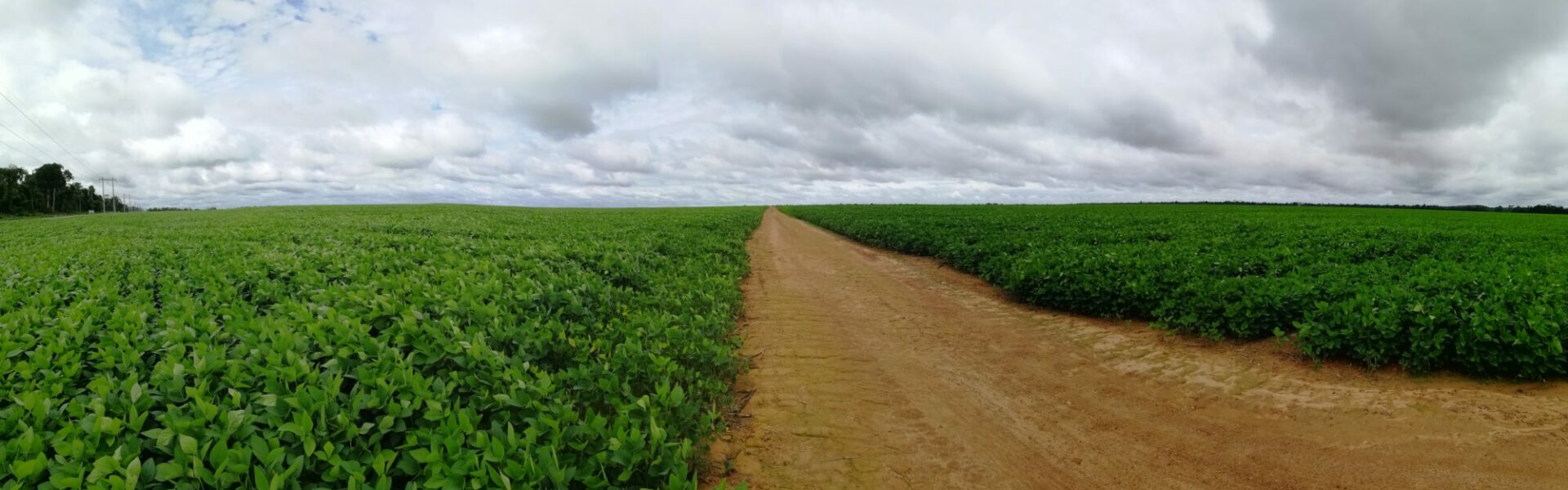 Image champs de soja brésilien