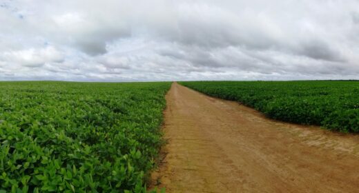 Image champs de soja brésilien